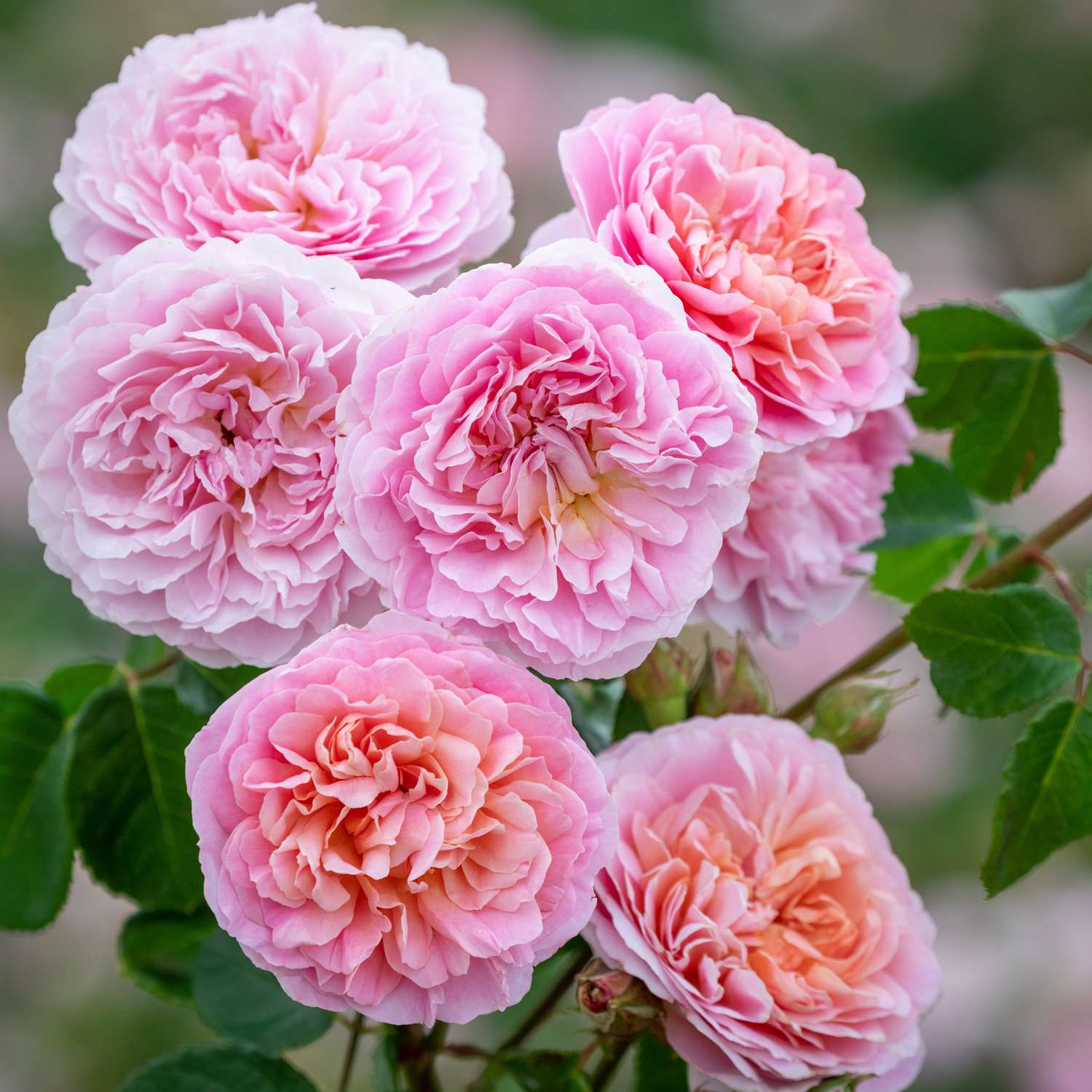 Rose 'Eustacia Vye' (Ausegdon)